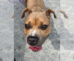 Small #5 American Pit Bull Terrier