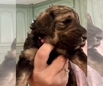 Puppy Puppy7 Biscuit Bernedoodle