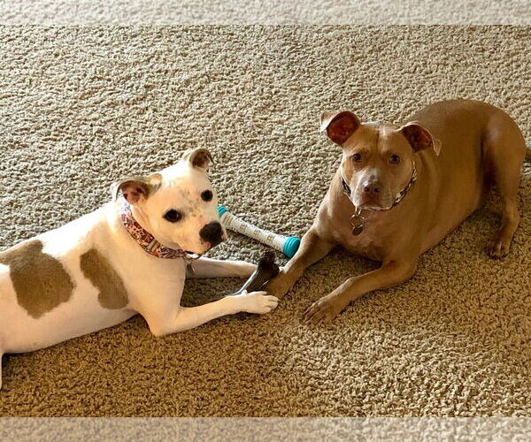 Medium Photo #8 American Pit Bull Terrier-Unknown Mix Puppy For Sale in Germantown, OH, USA