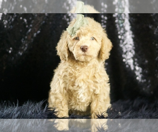 Medium Photo #73 Goldendoodle (Miniature) Puppy For Sale in WARSAW, IN, USA
