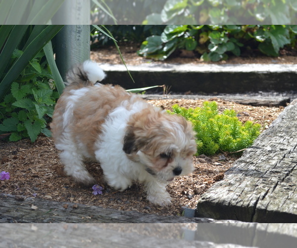 Medium Photo #2 Mal-Shi Puppy For Sale in GREENWOOD, WI, USA