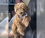 Small Photo #6 Poodle (Toy) Puppy For Sale in NORTH HILLS, CA, USA