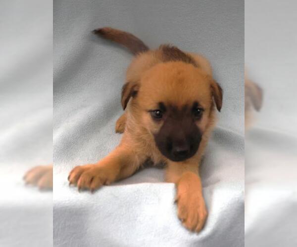 Medium Photo #1 Mutt Puppy For Sale in Thief River Falls, MN, USA