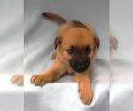Small Mutt