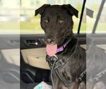 Small #4 Labrador Retriever Mix