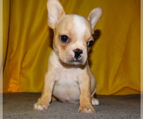 Medium Photo #5 French Bulldog Puppy For Sale in VERONA, MO, USA