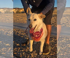 Siberian Husky-Unknown Mix Dogs for adoption in Williamsburg, NM, USA