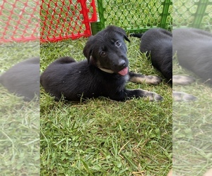 German Shepherd Dog-Golden Shepherd Mix Puppy for sale in HAMPSTEAD, MD, USA