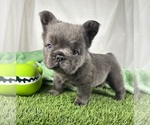 Small #1 French Bulldog