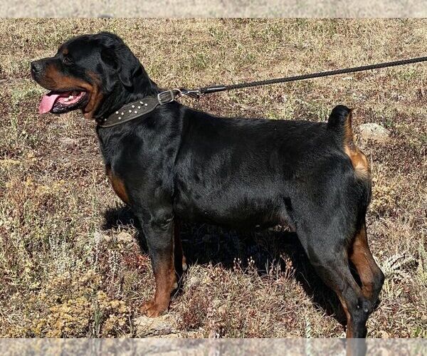 Medium Photo #1 Rottweiler Puppy For Sale in ALBUQUERQUE, NM, USA