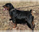 Small Photo #1 Rottweiler Puppy For Sale in ALBUQUERQUE, NM, USA