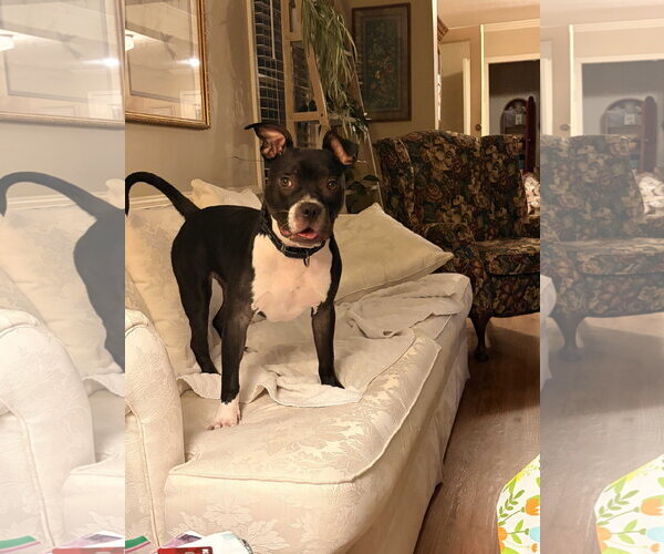 Medium Photo #3 American Staffordshire Terrier Puppy For Sale in Southbury, CT, USA