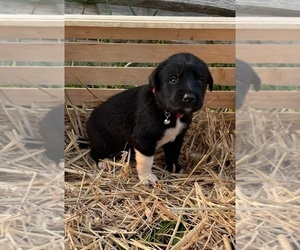 Labrador Retriever-Unknown Mix Puppy for sale in RUTHERFORDTON, NC, USA