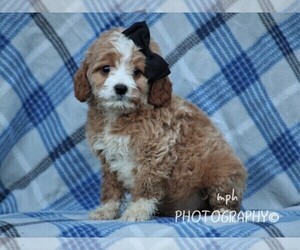 English Setter-Poodle (Miniature) Mix Puppy for sale in LIBERTY, KY, USA