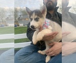 Small Photo #44 Siberian Husky Puppy For Sale in TRIMBLE, MO, USA