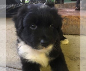 Australian Shepherd Puppy for sale in LANDRUM, SC, USA