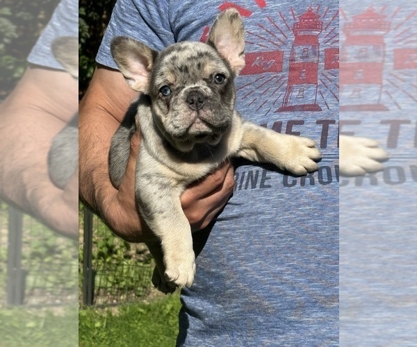 Medium Photo #3 French Bulldog Puppy For Sale in MC GRAW, NY, USA