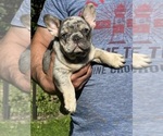 Small #2 French Bulldog