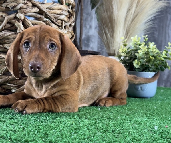 Medium Photo #5 Dachshund Puppy For Sale in CANOGA, NY, USA
