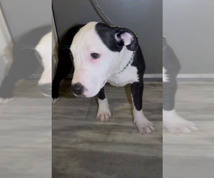 American Boston Bull Terrier-American Pit Bull Terrier Mix Puppy for sale in BRONX, NY, USA