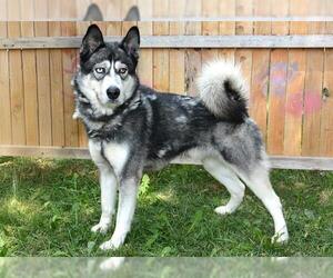 Siberian Husky Dogs for adoption in West Valley, UT, USA