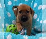 Small #2 Labrador Retriever Mix