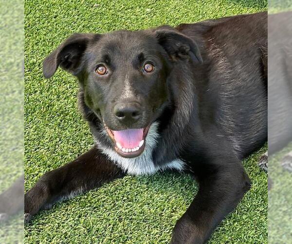 Medium Photo #1 Labrador Retriever-Unknown Mix Puppy For Sale in San Diego, CA, USA