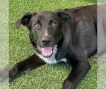 Gabi - Female Labrador Retriever-Unknown Mix Dog for Adoption - Small photo