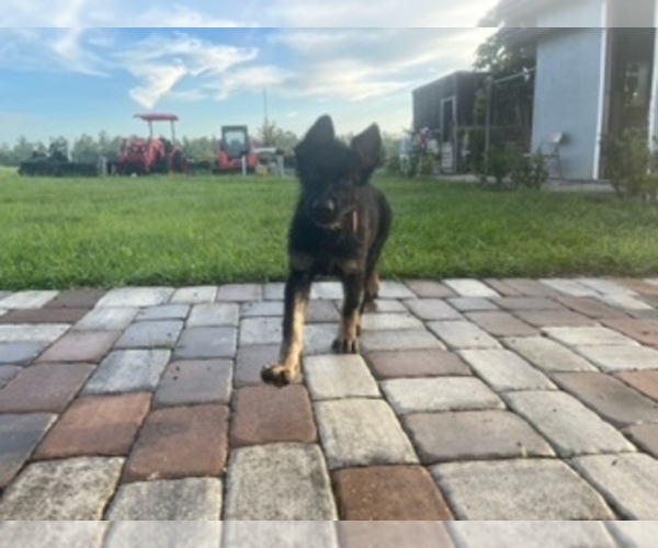 Medium Photo #6 German Shepherd Dog Puppy For Sale in CLERMONT, FL, USA
