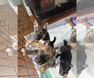 Siberian Husky-Unknown Mix Dogs for adoption in Holly Springs, NC, USA