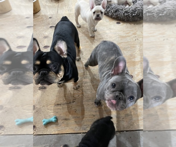 Medium Photo #1 French Bulldog Puppy For Sale in CLEARWATER, FL, USA