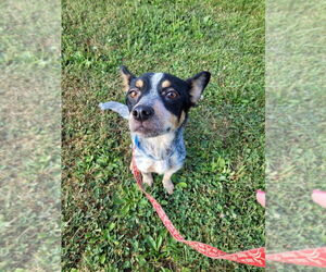 Australian Shepherd-Unknown Mix Dogs for adoption in Linton, IN, USA