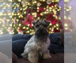 Small Photo #1 Schnauzer (Miniature) Puppy For Sale in SMITHVILLE, MS, USA