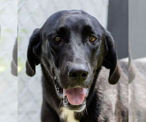 Great Dane-Unknown Mix Dogs for adoption in Canton, CT, USA