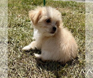 Jolene - Female Shih Tzu-Unknown Mix Dog for Adoption - Photo #2