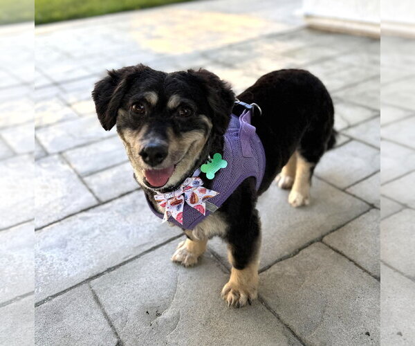 Medium Photo #7 Cocker Spaniel-Unknown Mix Puppy For Sale in Mission Viejo, CA, USA
