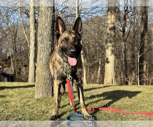 Dutch Shepherd -German Shepherd Dog Mix Dogs for adoption in Imlay City, MI, USA