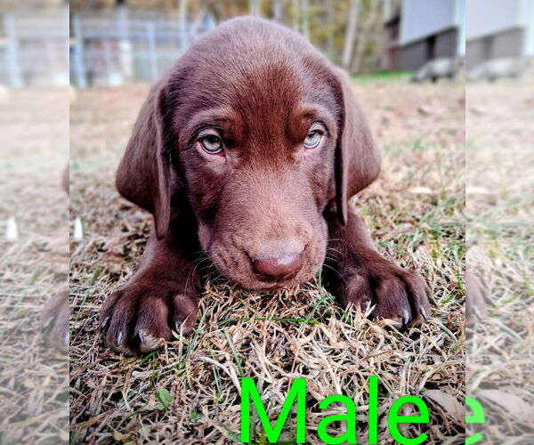 Medium Photo #4 Labrador Retriever Puppy For Sale in BRISTOL, TN, USA