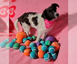 Colonial Cocker Spaniel-Poodle (Miniature) Mix Dogs for adoption in Fresno, CA, USA