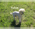 Yukon - Male Poodle (Toy) Puppy for Sale - Photo #19