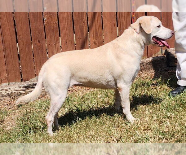 Medium Photo #2 Mutt Puppy For Sale in Wetumpka, AL, USA