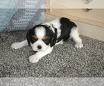 Puppy Brooke Cavalier King Charles Spaniel