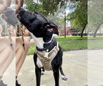 Small #6 Basenji Mix