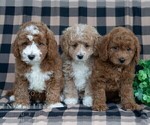 Small #1 Poodle (Miniature)