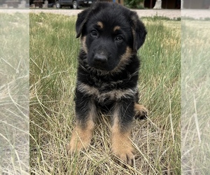 German Shepherd Dog Puppy for sale in KIT CARSON, CO, USA