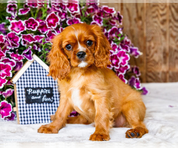 Medium Photo #27 Cavalier King Charles Spaniel Puppy For Sale in WAKARUSA, IN, USA
