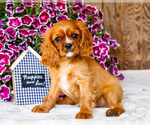 Puppy Nicky Cavalier King Charles Spaniel