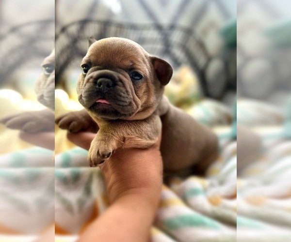 Medium Photo #6 French Bulldog Puppy For Sale in OJAI, CA, USA