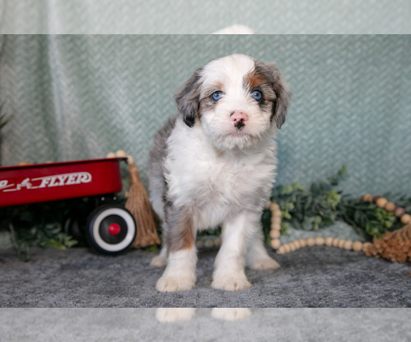 Medium Photo #3 Bernedoodle (Miniature) Puppy For Sale in APPLE CREEK, OH, USA