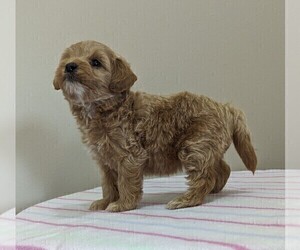 Poodle (Miniature) Puppy for Sale in DUNNVILLE, Kentucky USA